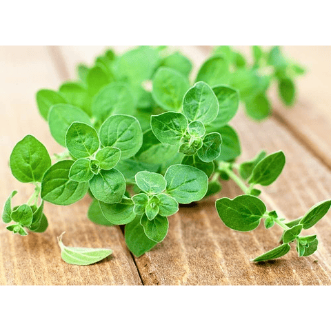 Oregano seeds