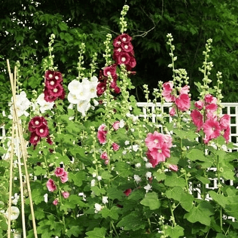 Semillas  Alcea Rosea