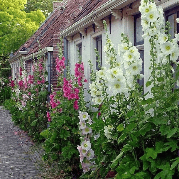 Semillas  Alcea Rosea 5