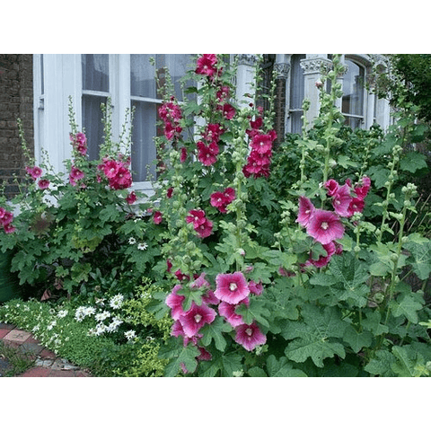 Semillas  Alcea Rosea