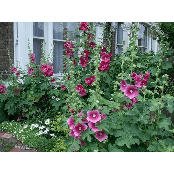 Semillas  Alcea Rosea 6