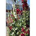 Semillas  Alcea Rosea 7