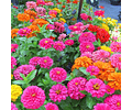 Giant Double Variegated Zinia Seeds