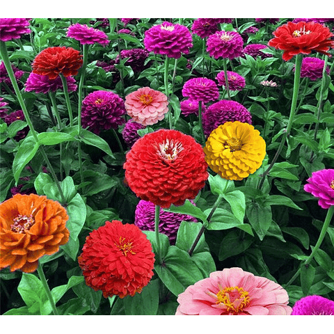 Giant Double Variegated Zinia Seeds