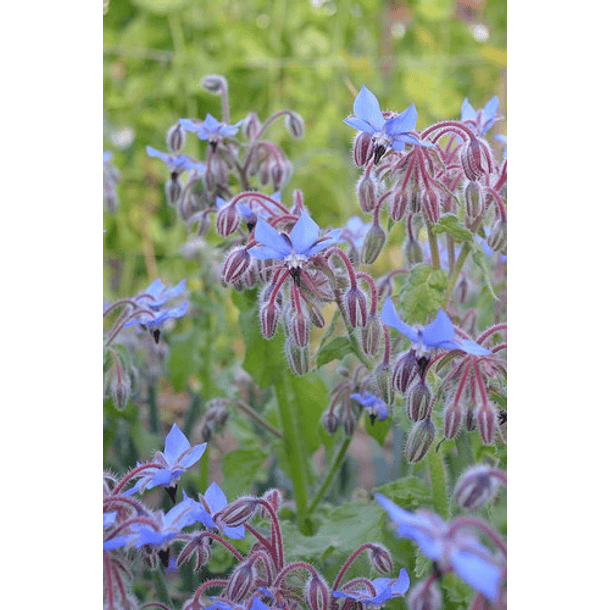 Borage seeds 2