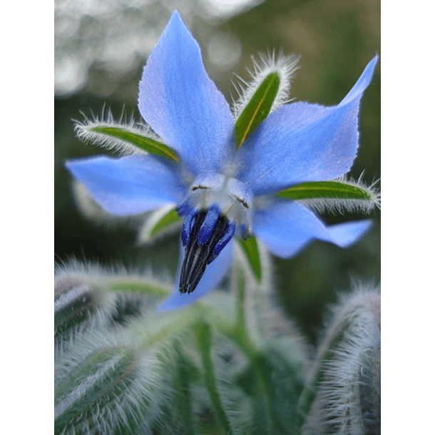 Borage seeds 3