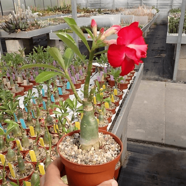 Semillas Adenium Obesum 2