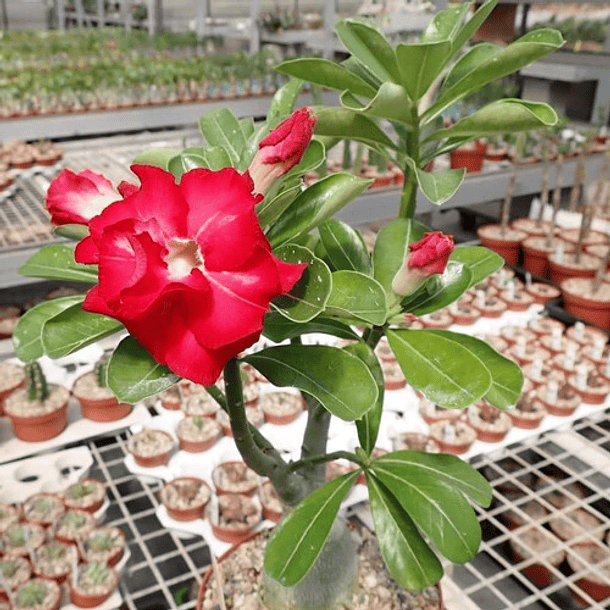 Semillas Adenium Obesum 3