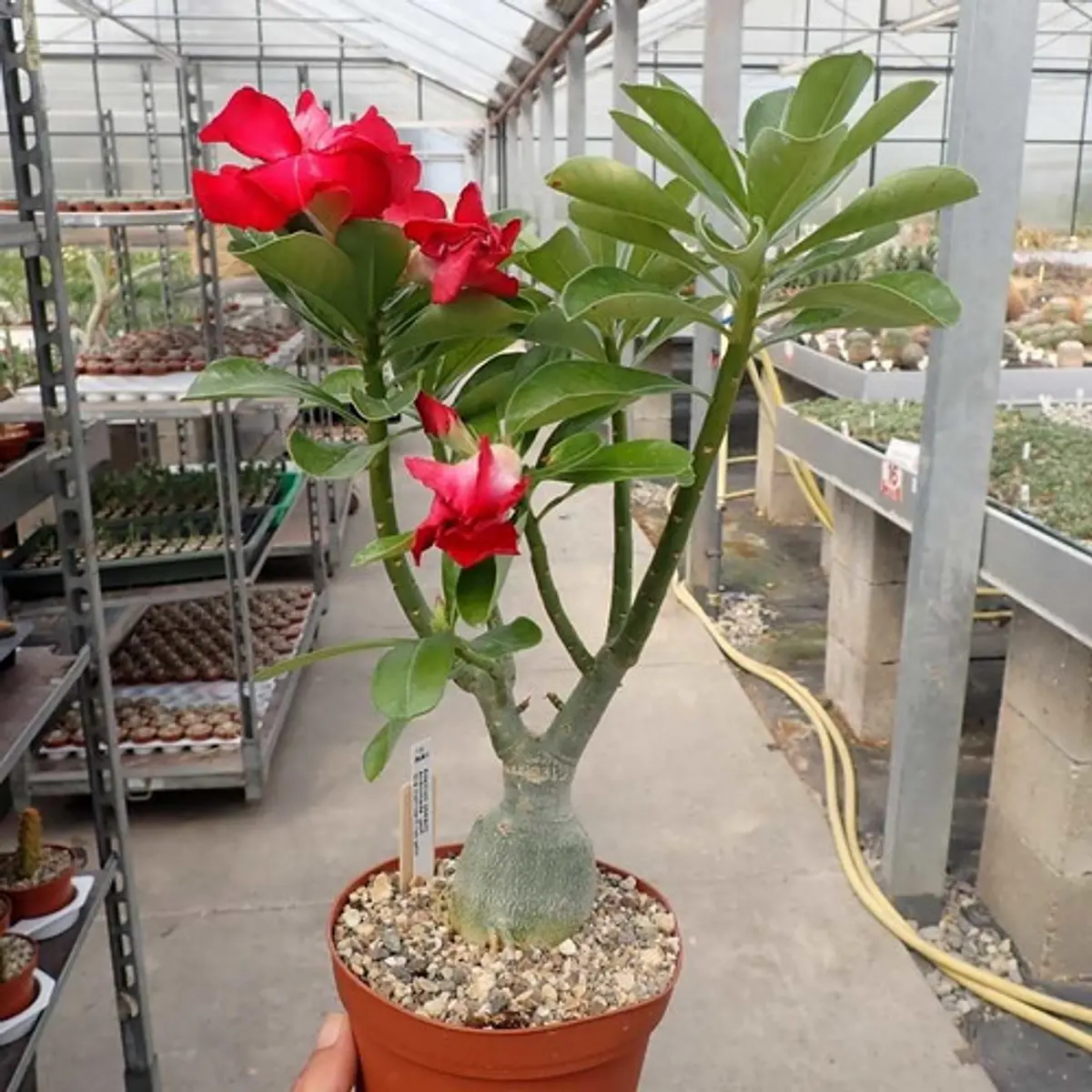 Semillas Cactus Adenium Obesum