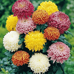 Semillas  Dahlia