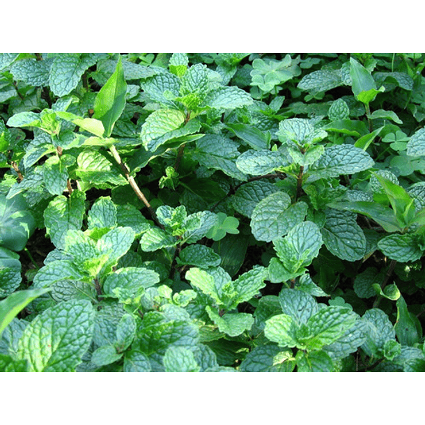 Semillas Menta Piperita 2