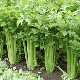 Celery Seeds