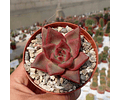 Semillas Echeveria Mix