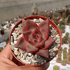 Semillas Echeveria Mix 2