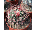 Echinocactus Parry Seeds