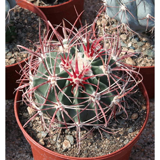 Semillas Echinocactus Parry