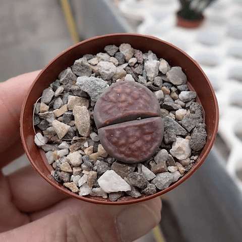 Semillas Lithops Karasmontana