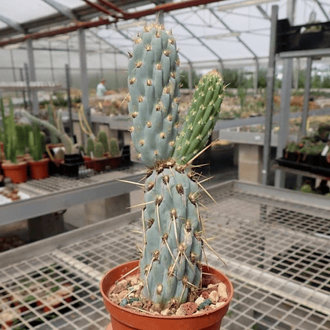 Semillas Migueliopuntia Miguelii