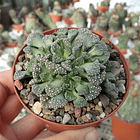 Semillas Cactus - Titanopsis Primosii 2