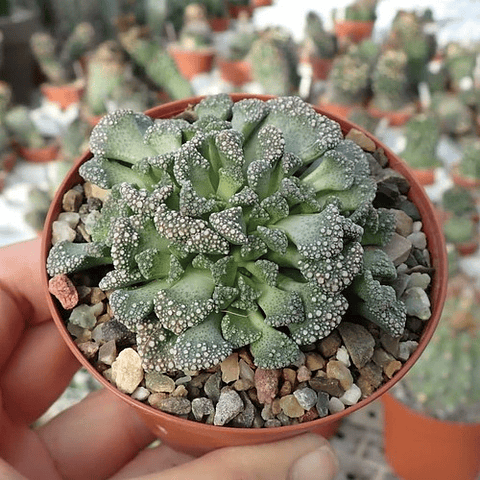 Cactus Seeds - Titanopsis Primosii