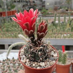 Semillas Gymnocalycium Baldianum