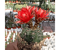 Semillas Cactus - Gymnocalycium Baldianum