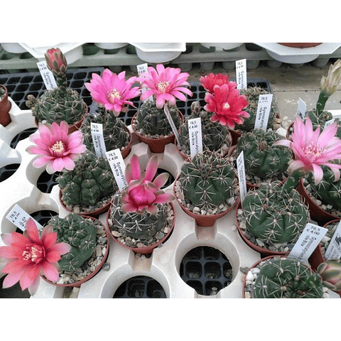 Semillas Cactus - Gymnocalycium Baldianum