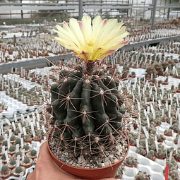 Semillas Cactus - Hamatocactus Hamatacanthus