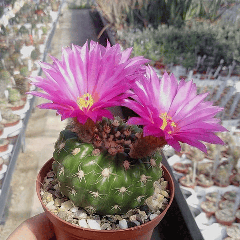 Semillas Notocactus Mix