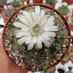 Semillas Cactus - Gymnocalycium Damsii