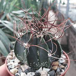 Semillas Cactus - Astrophytum Senile