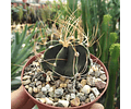 Semillas Astrophytum Senile