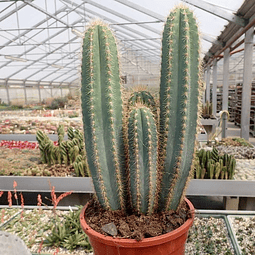 Semillas Cactus - Pilosocereus Azureus