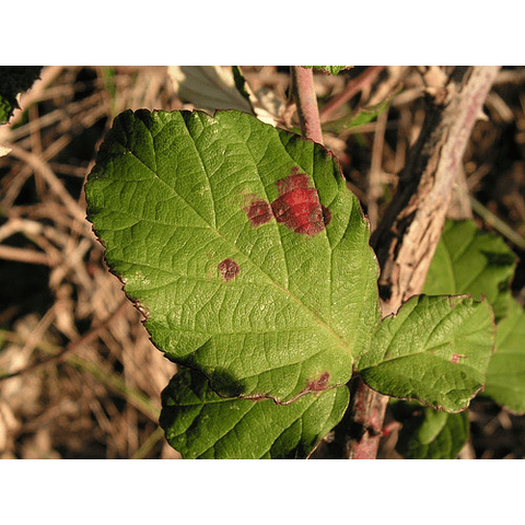 Fungicida Foliar Vegetal 500 Cc