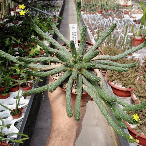 Semillas Euphorbia Inermis