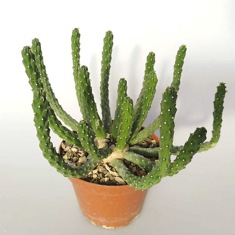 Sementes de Euphorbia Inermis