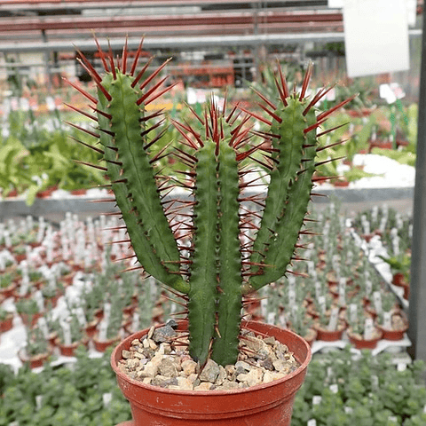 Semillas Euphorbia Enopla