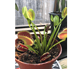 Flytrap de Vênus