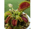 Flytrap de Vênus