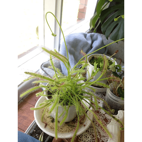 Sementes de Drosera Capensis