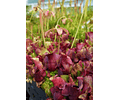 Semillas Sarracenia purpurea spp. purpurea