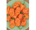 Semillas Habanero Orange