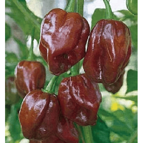 Semillas Habanero Chocolate