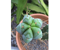 Semillas Trichocereus Bridgesii