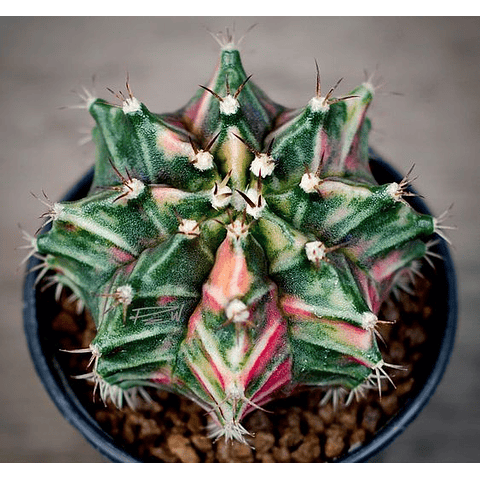 Gymnocalycium Quehlianin Seeds