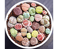 Kit de cultivo de Lithops