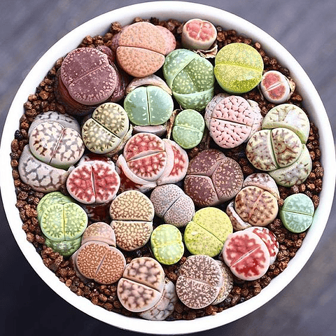 Kit de cultivo Lithops