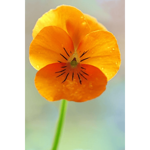 Sementes de Viola Cornuta