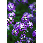 Alyssum seeds 3