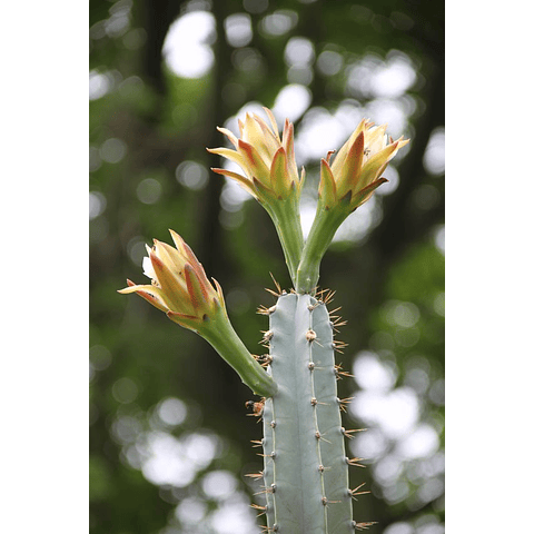 Cereus Mix seeds